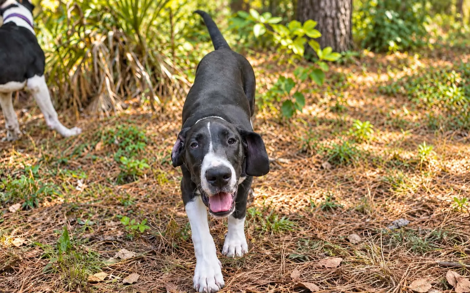 Ember the Great Dane Puppy