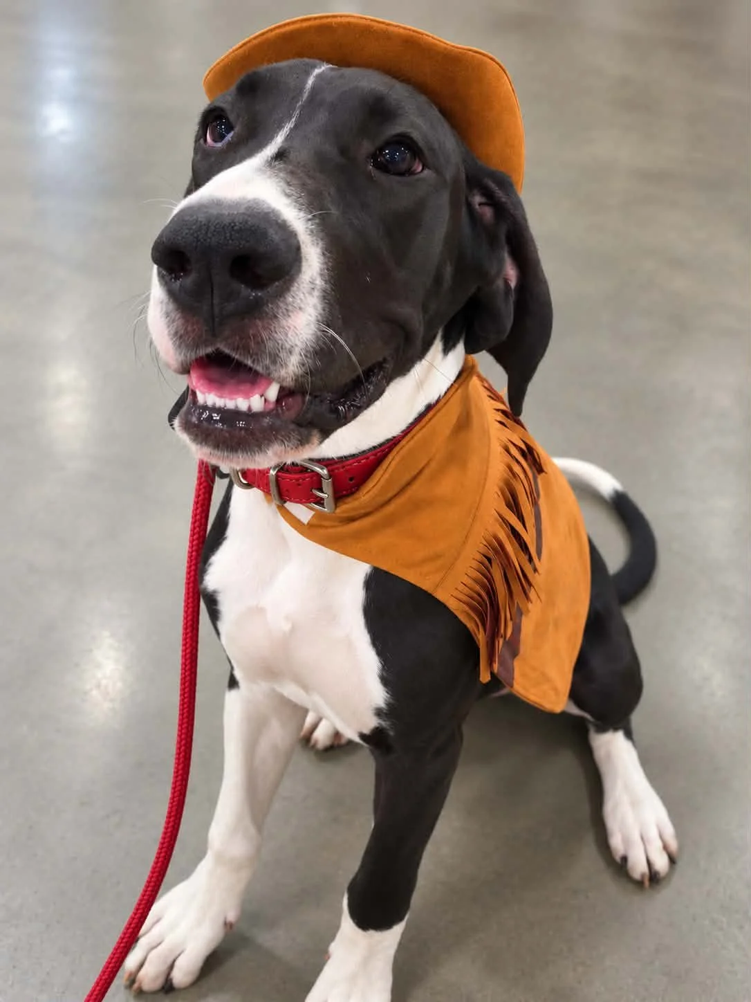 Ember Great Dane Puppy