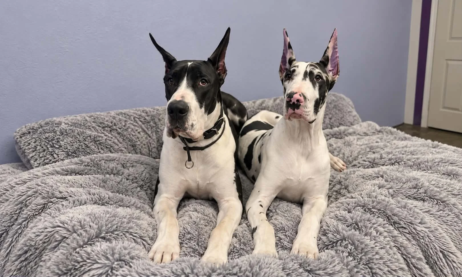 Lady and Puppy Karma