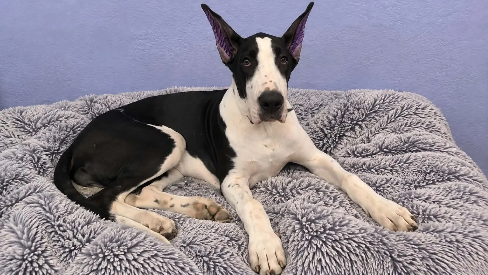 Regal Great Dane Calypso Queen