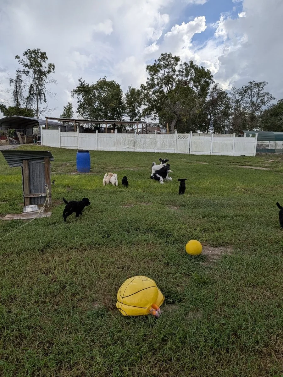litter-playing-yard.jpg