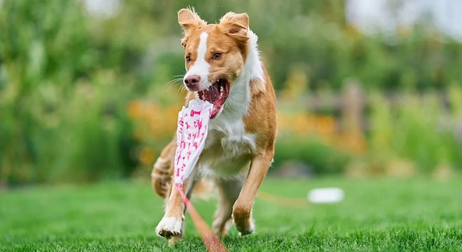 Dog Chasing a Lure on SwiftPaws Lure Course System