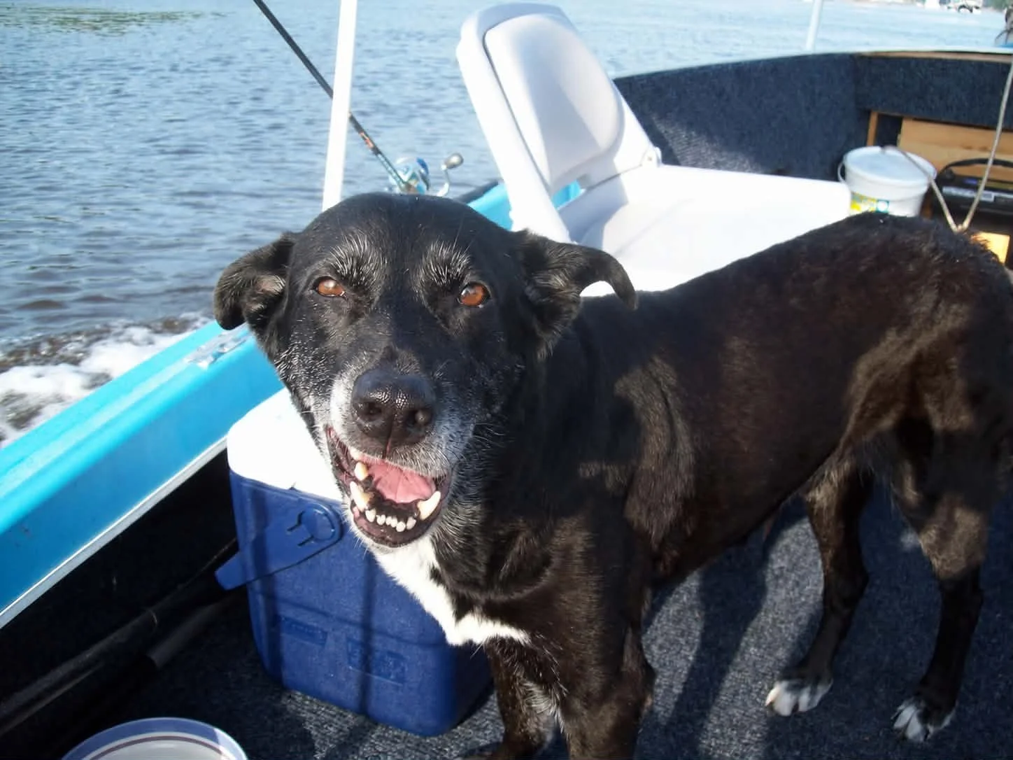 Snappy, a black Lab mix with a permanently crooked toothy grin, standing on a fishing boat