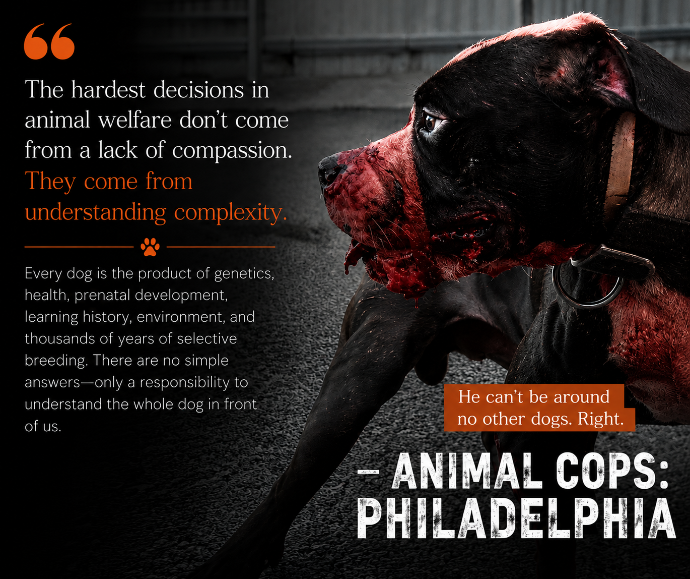 The hardest decisions in animal welfare don't come from lack of compassion- Dog bloody from a fight
