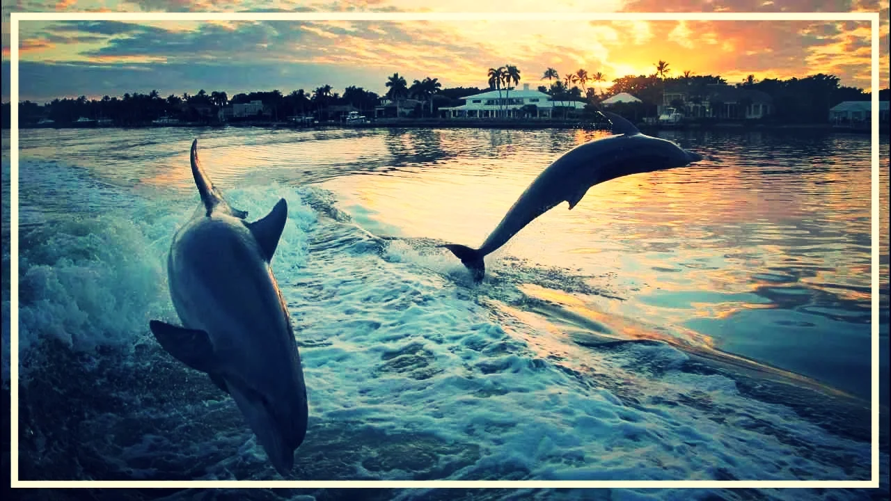 dolphins.jpg