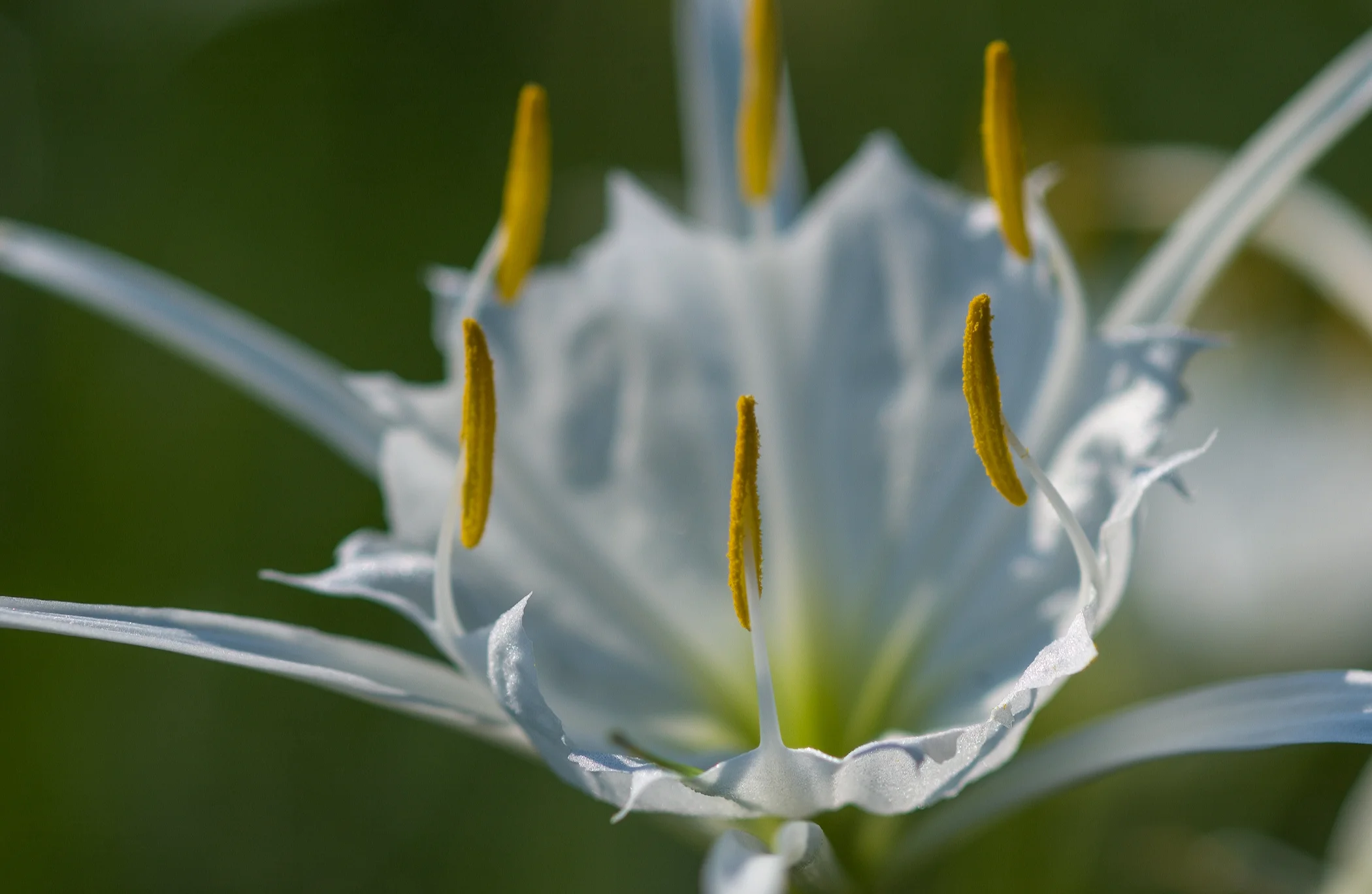 Cahaba Lilly