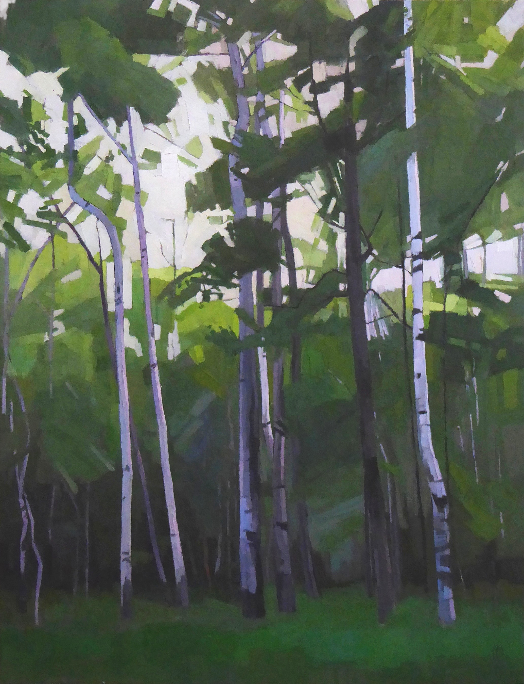   Stand of Birches  30 x 40 oil on linen  sold 