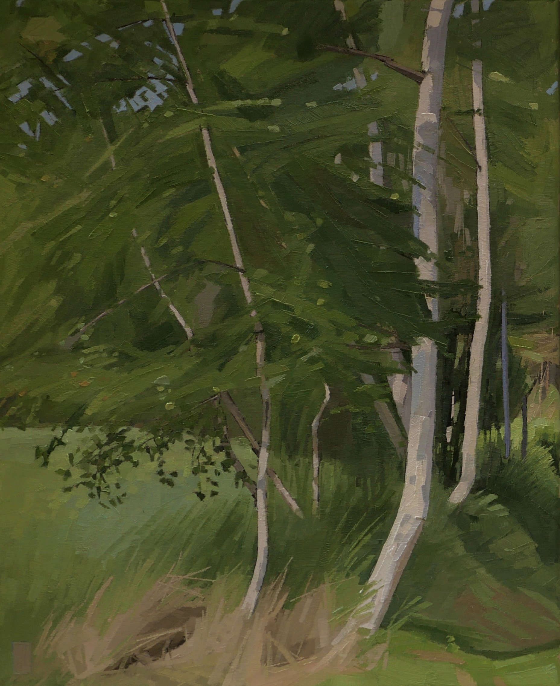   Birches by a Field  16 x 20 oil on linen   Powers Gallery, Acton   