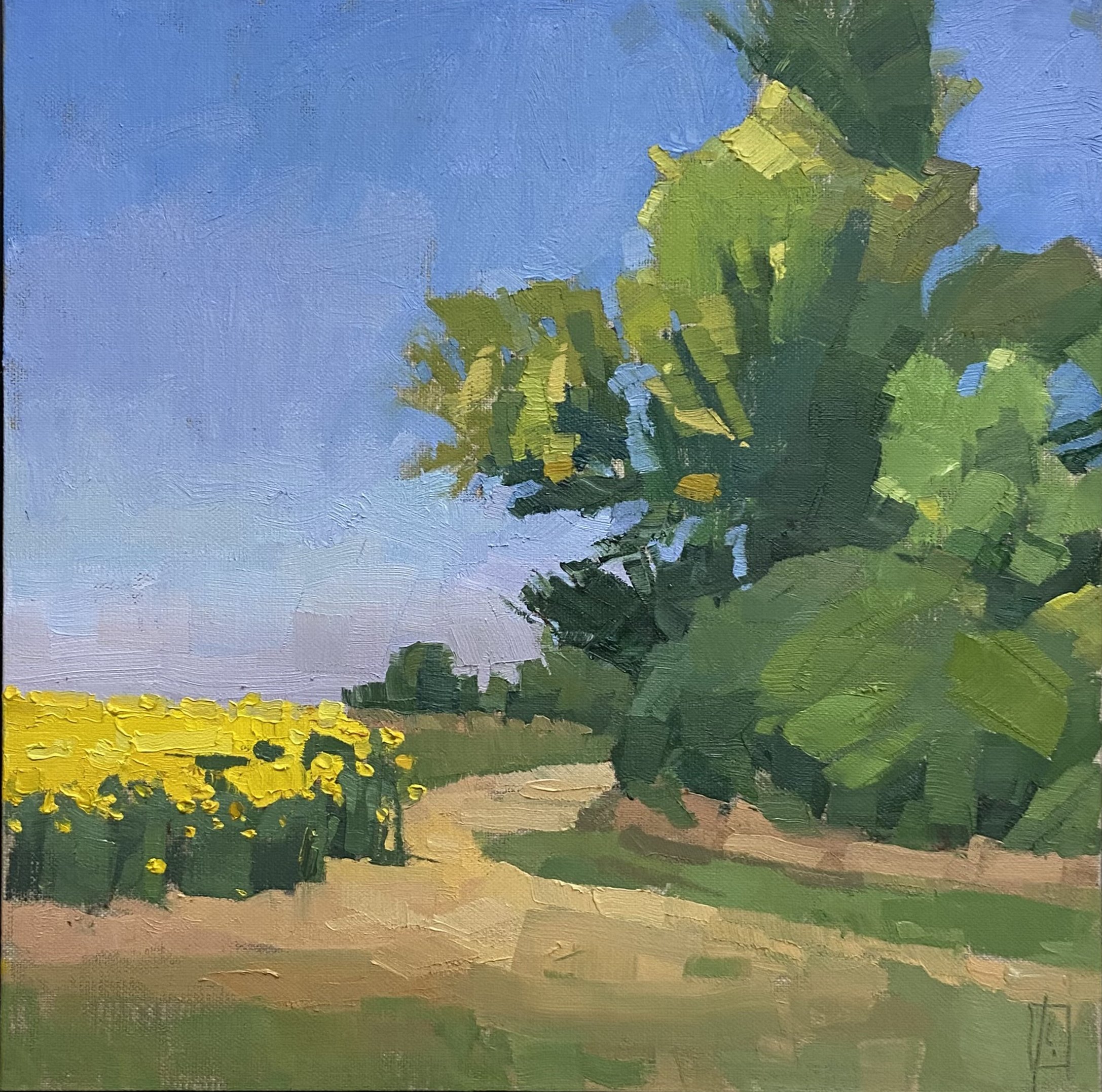 Field of Sunflowers 12 x 12 oil on linen panel NW Barrett Gallery