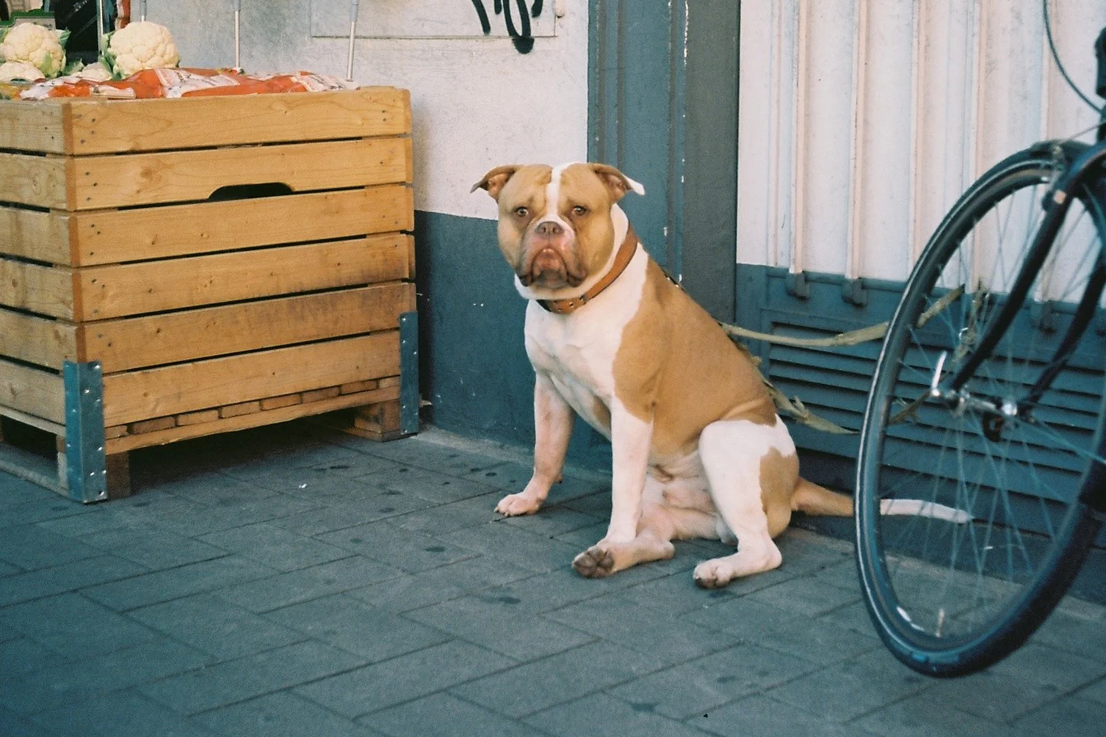 Lenauplatz, Köln, August 2014