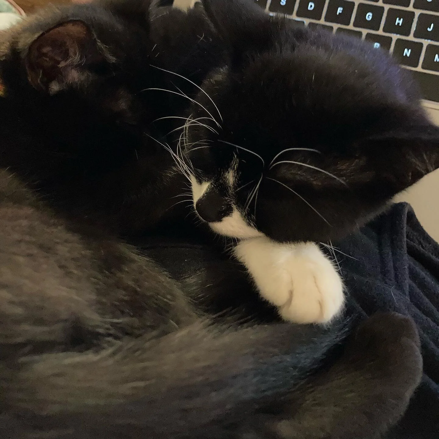 These four little ears have declared a work stoppage - but I&rsquo;m almost there with edits for the main Time Capsule video!  Happy Caturday 😻
