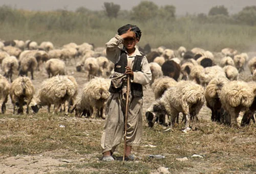 shepherd-from-wikimedia-commons500_phixr.jpg