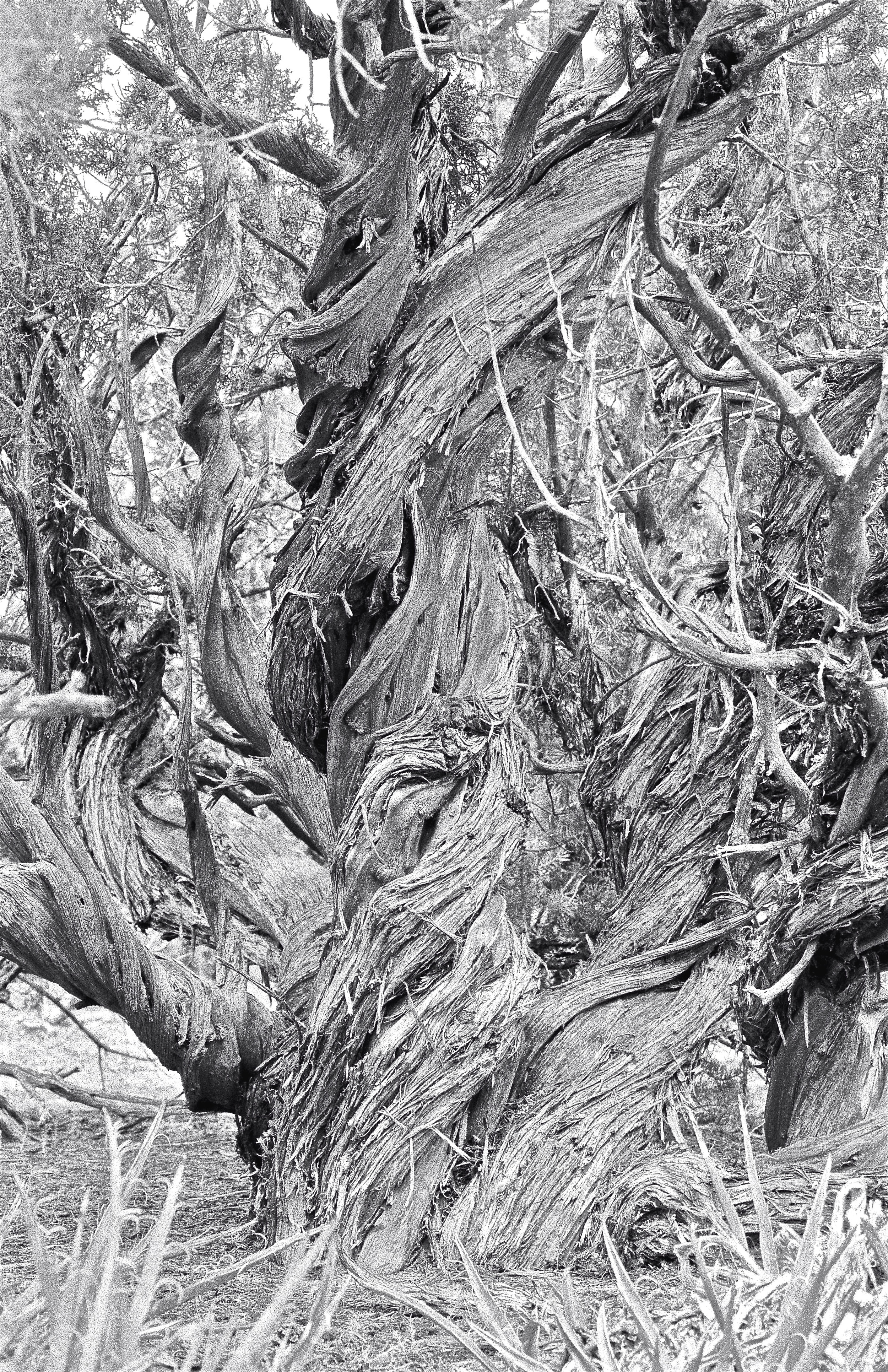 Badlands Tree
