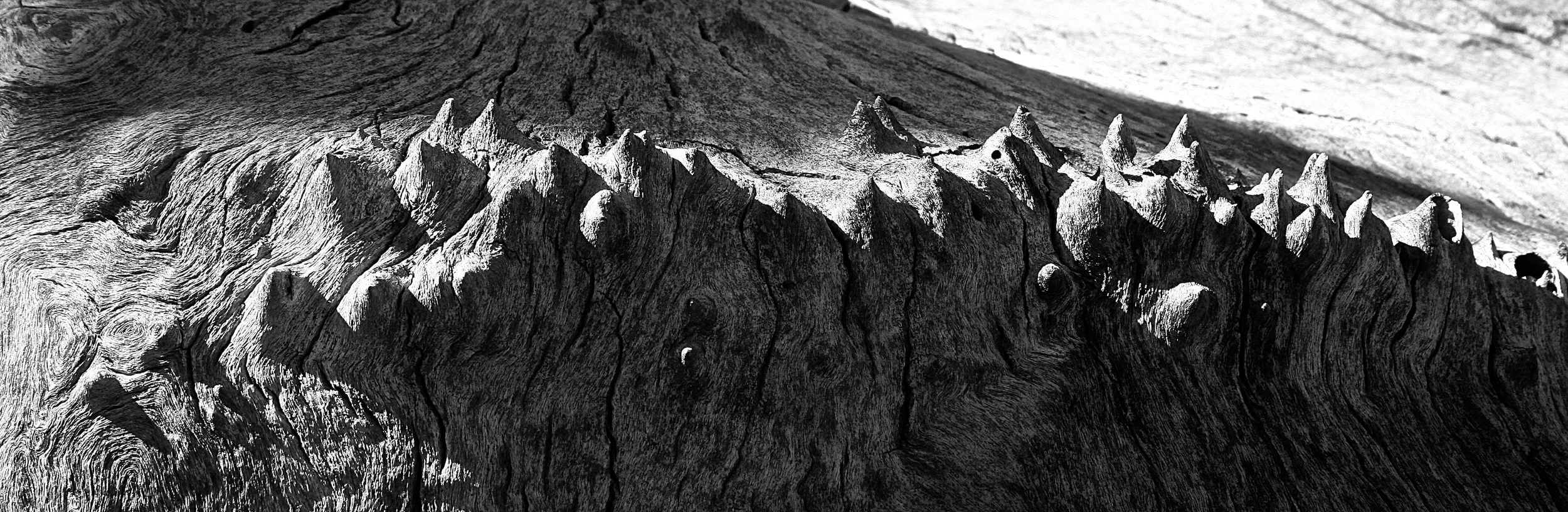 Cottonwood Landscape