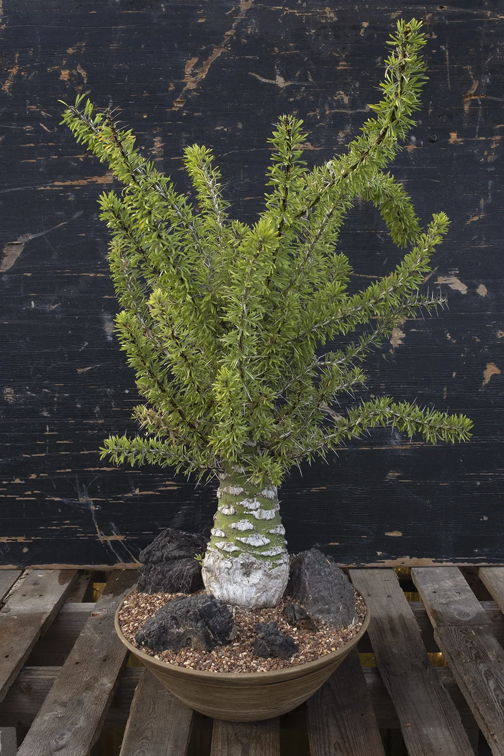 ShowPlant1.jpg