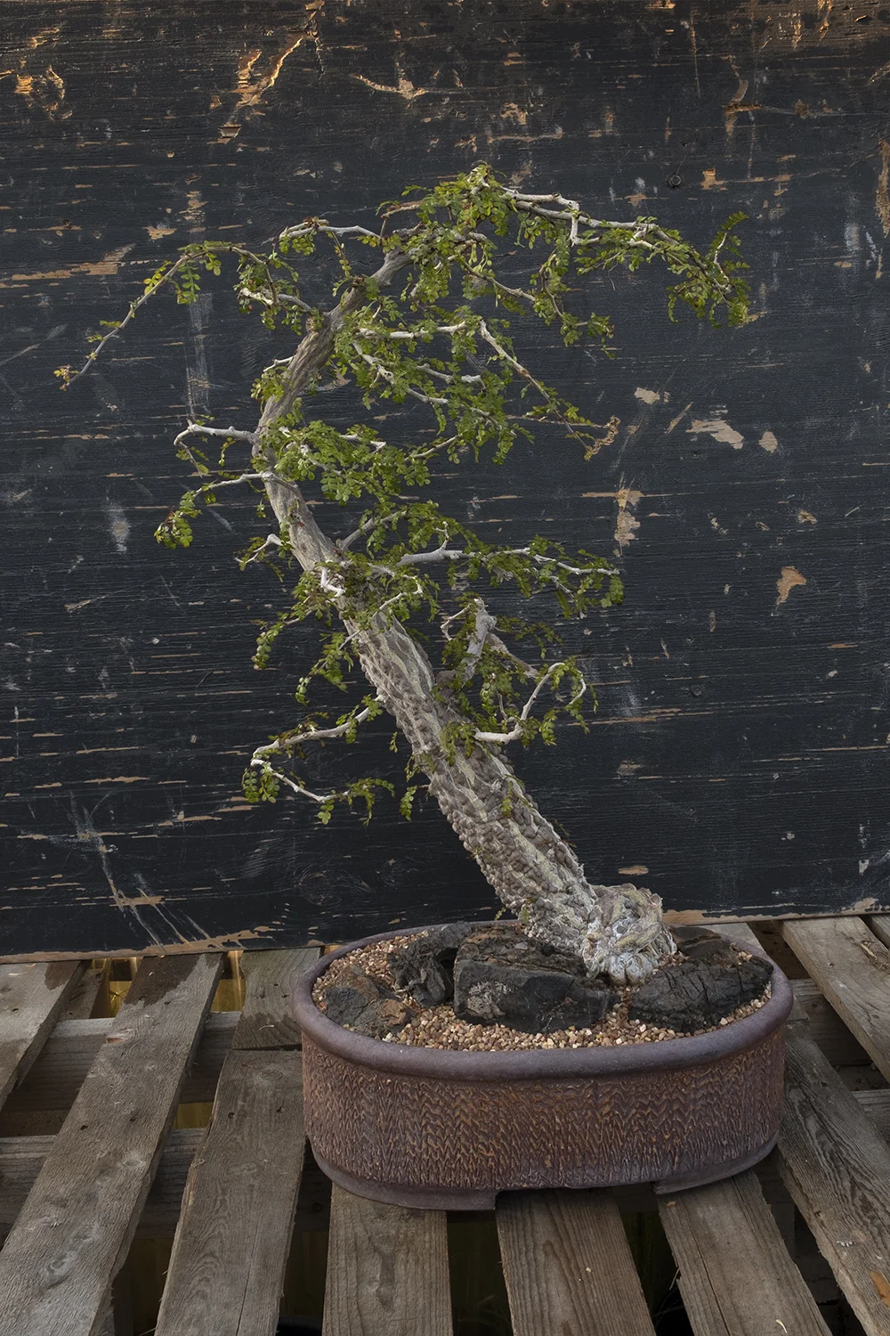 ShowPlant2.jpg