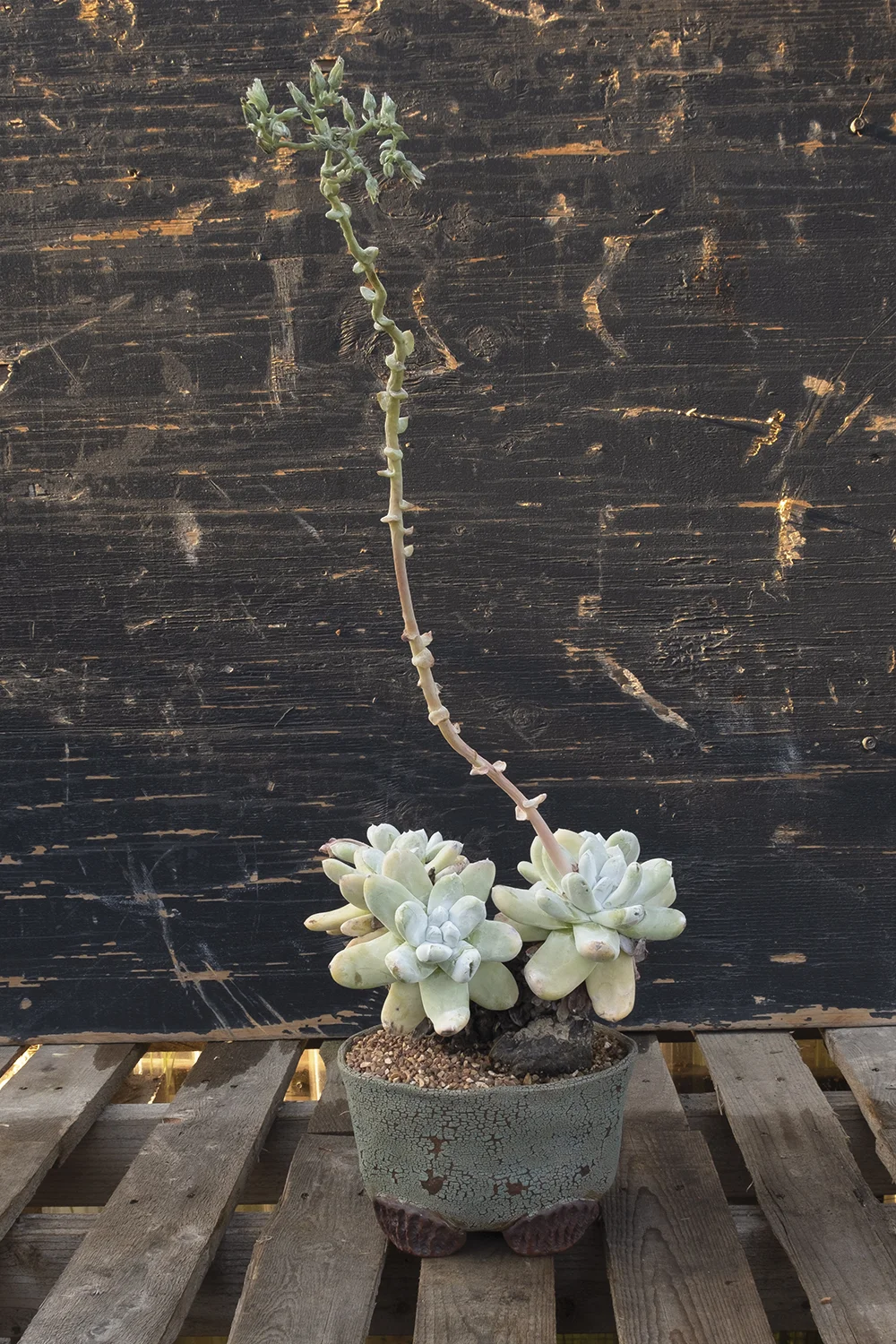 ShowPlant3.jpg