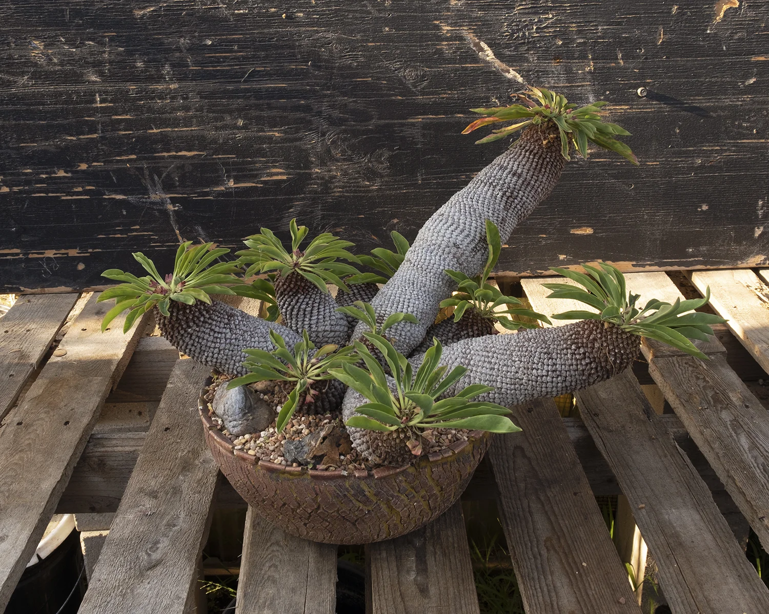 ShowPlant5.jpg