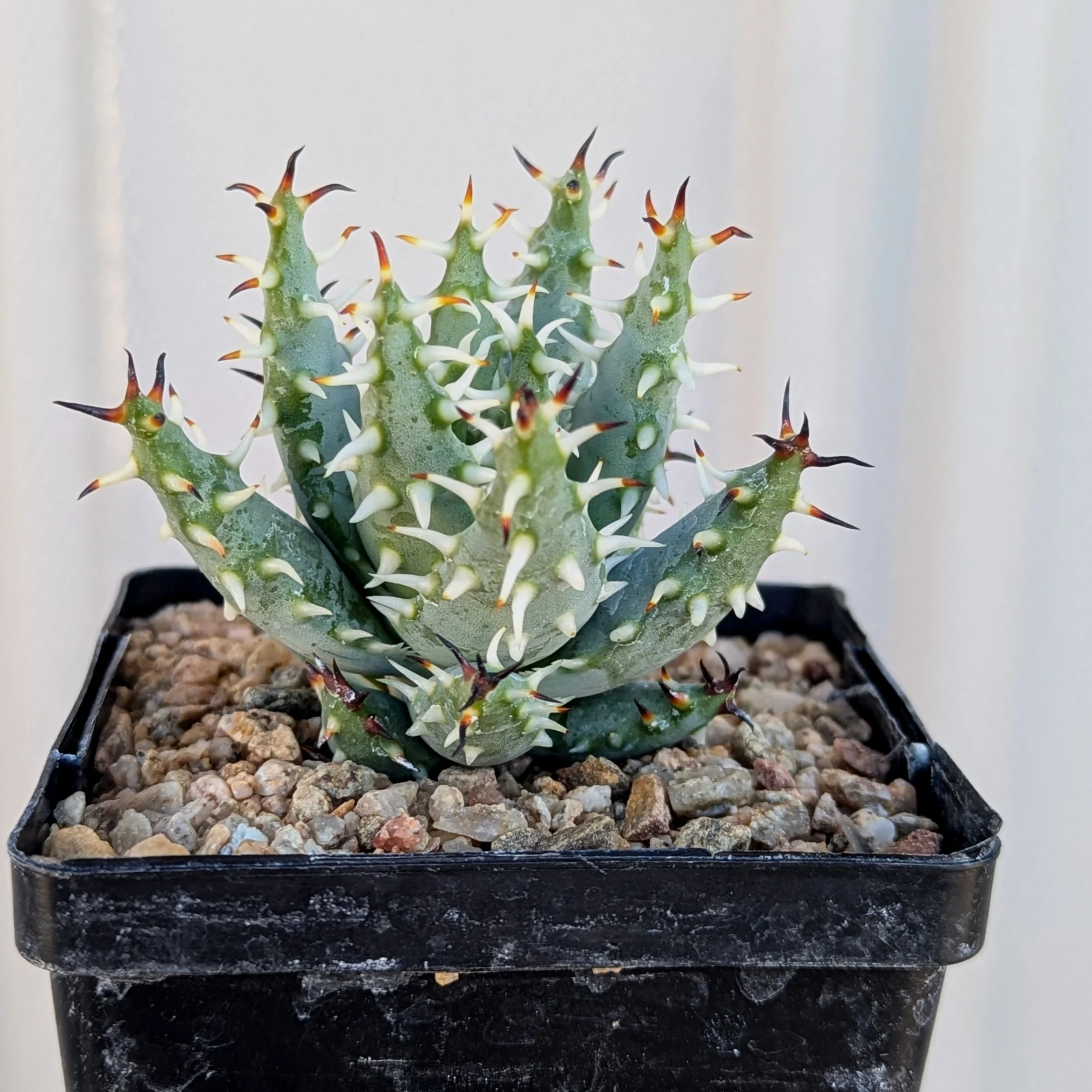 Aloe erinacea  GROW NURSERY