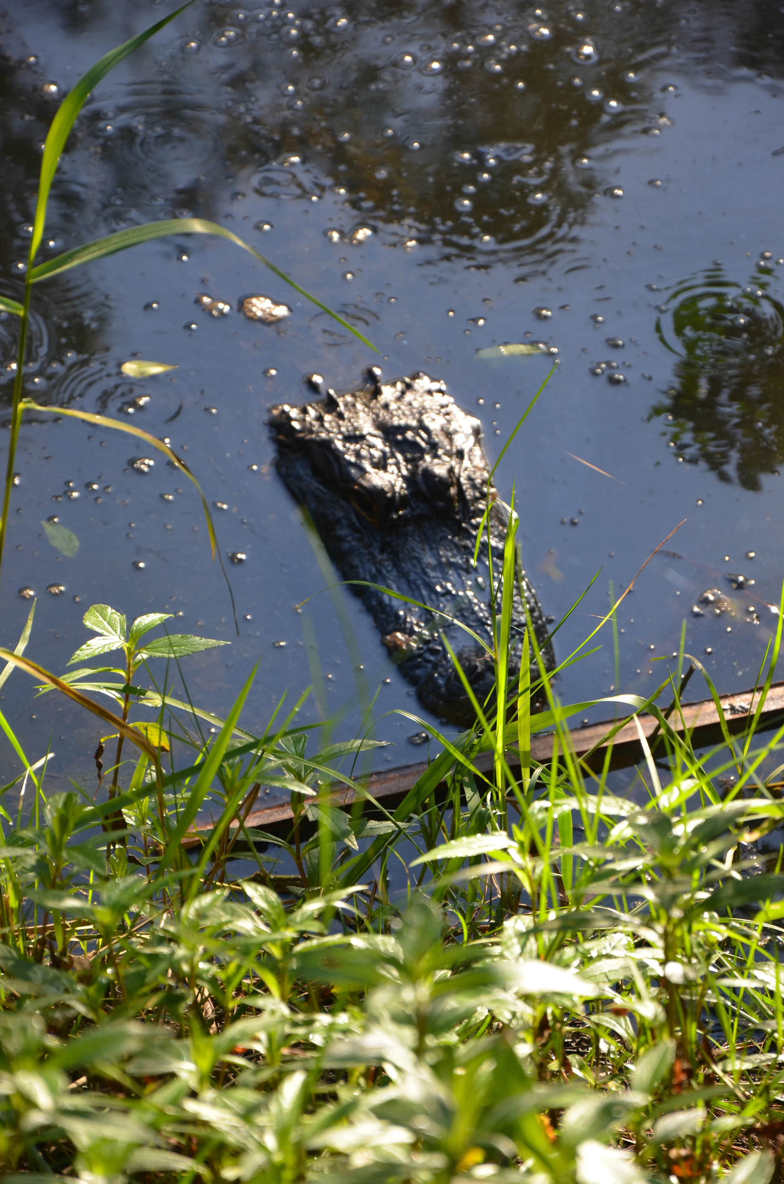 DSC_4372LS1.jpg