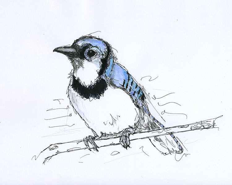 easy blue jay drawing