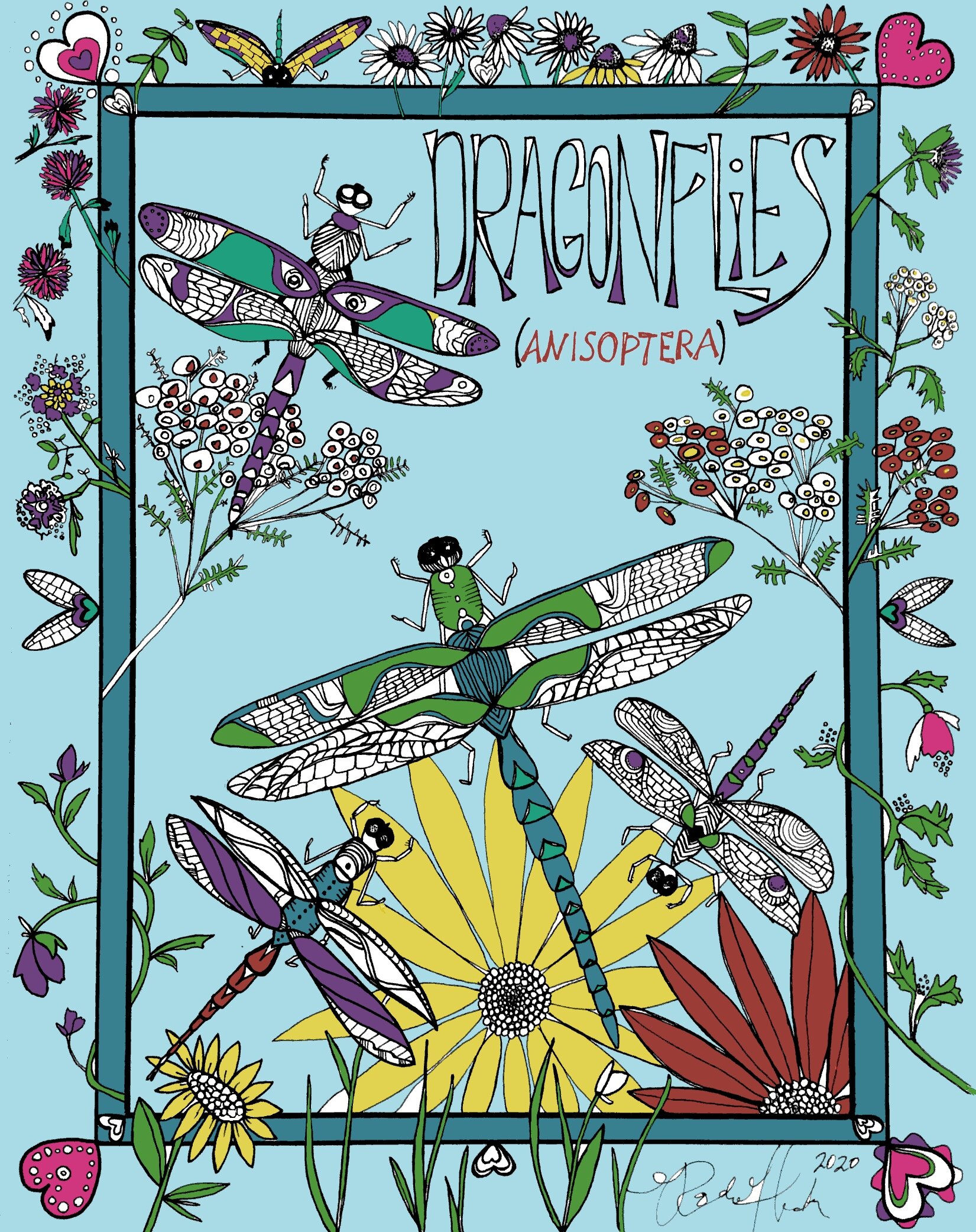Anisoptera (Dragonflies) Coloring Page