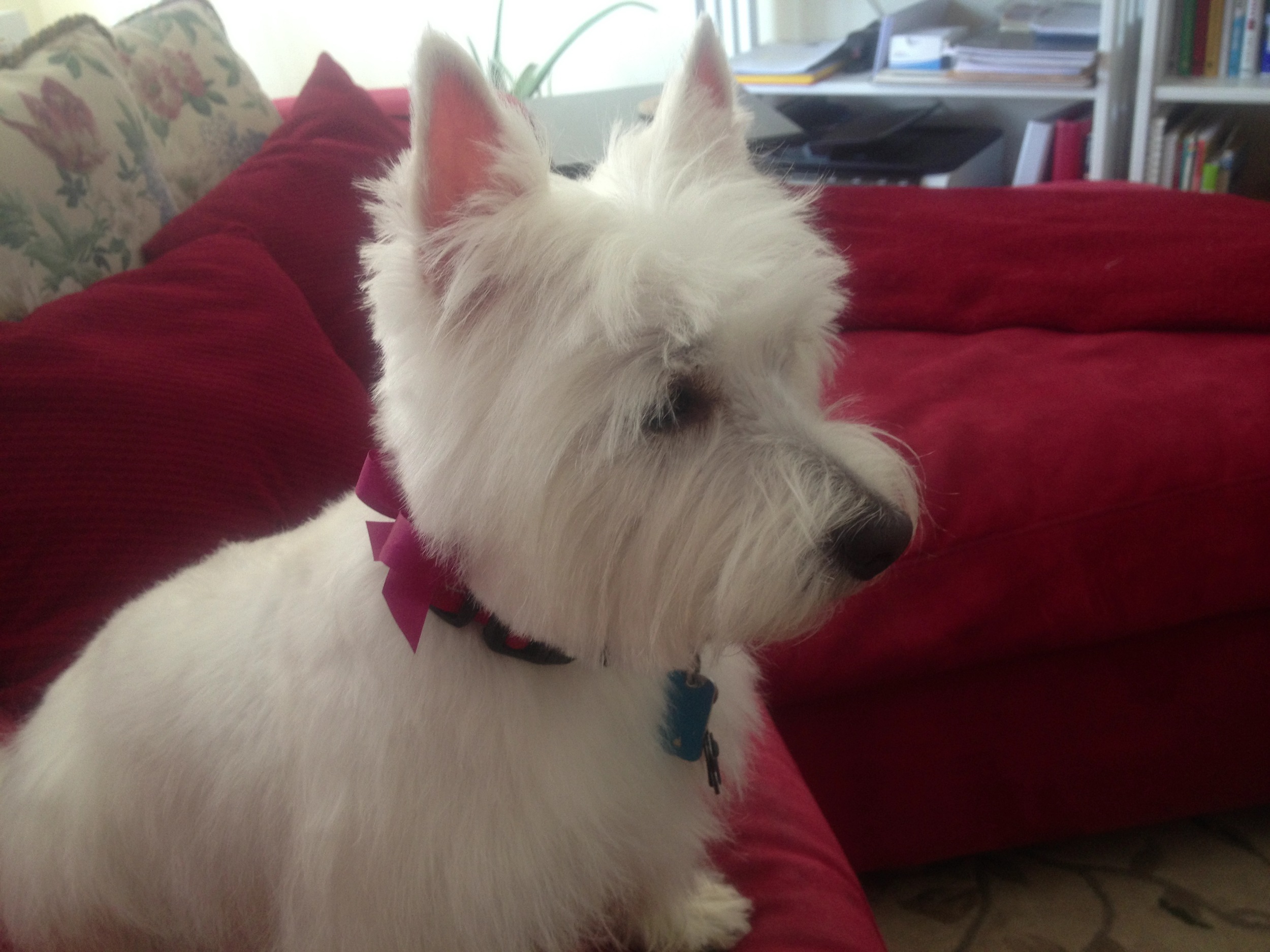 Bella just got back from the groomer.