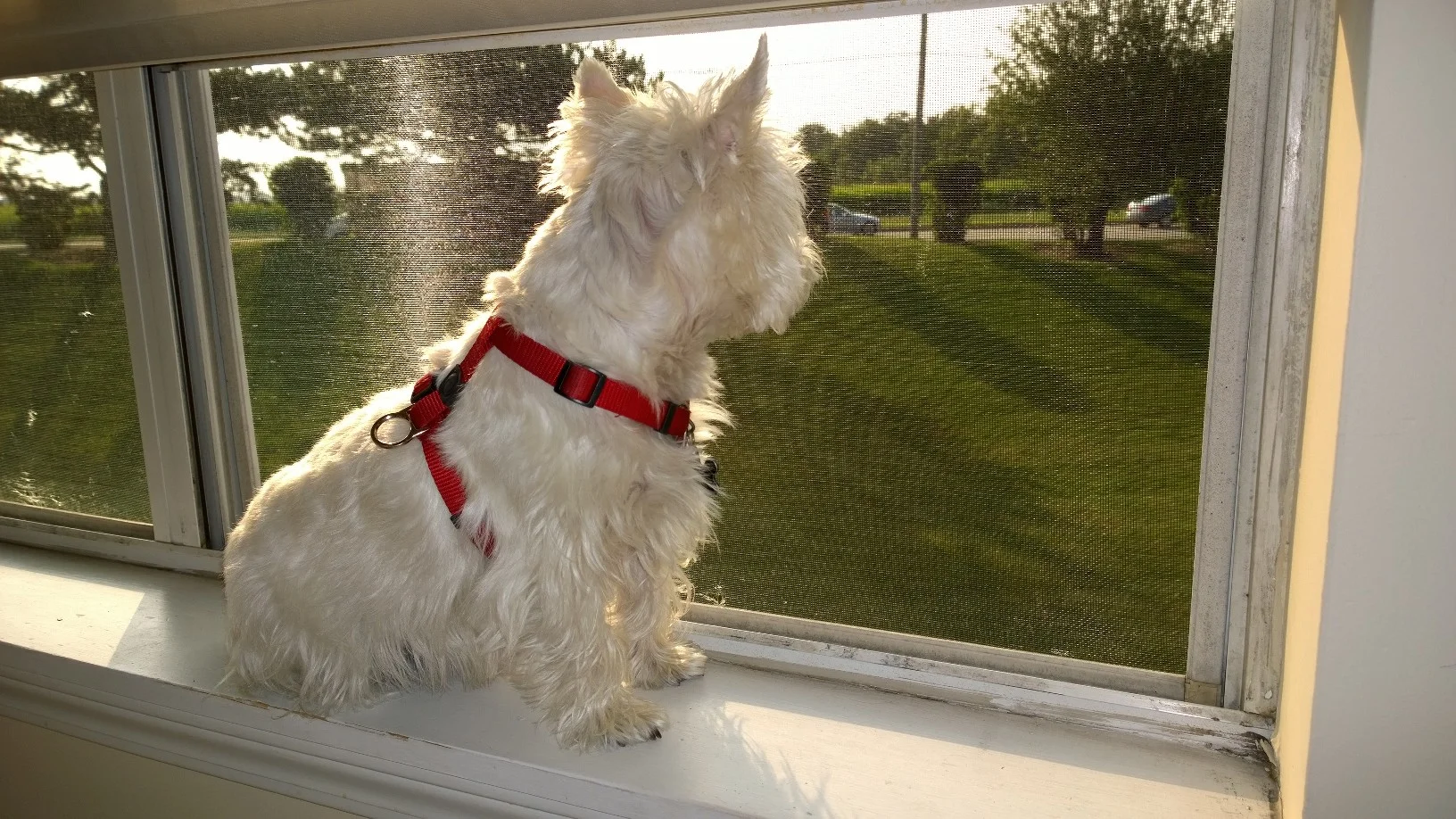 Bells surveys the back yard, protecting us from all intruders.