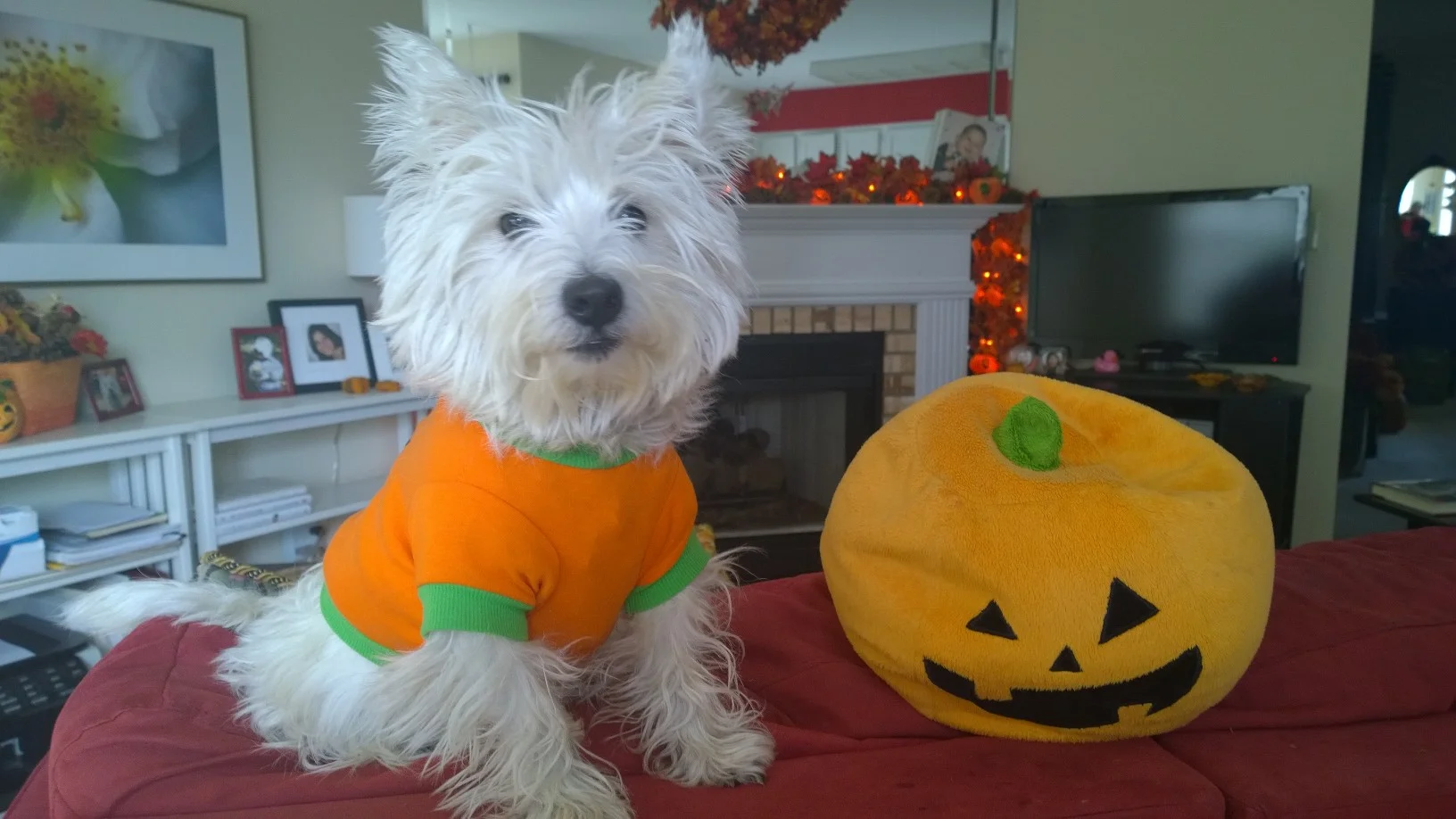 Bella is ready for Halloween!