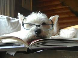 Bella loves to read! She's the do-over.dog!