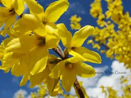 When I was a little girl, I though they were called "forCynthia." True to be told, I still like to think that.