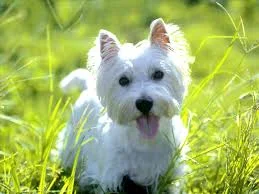 How cute is Bella, the do-over.dog?