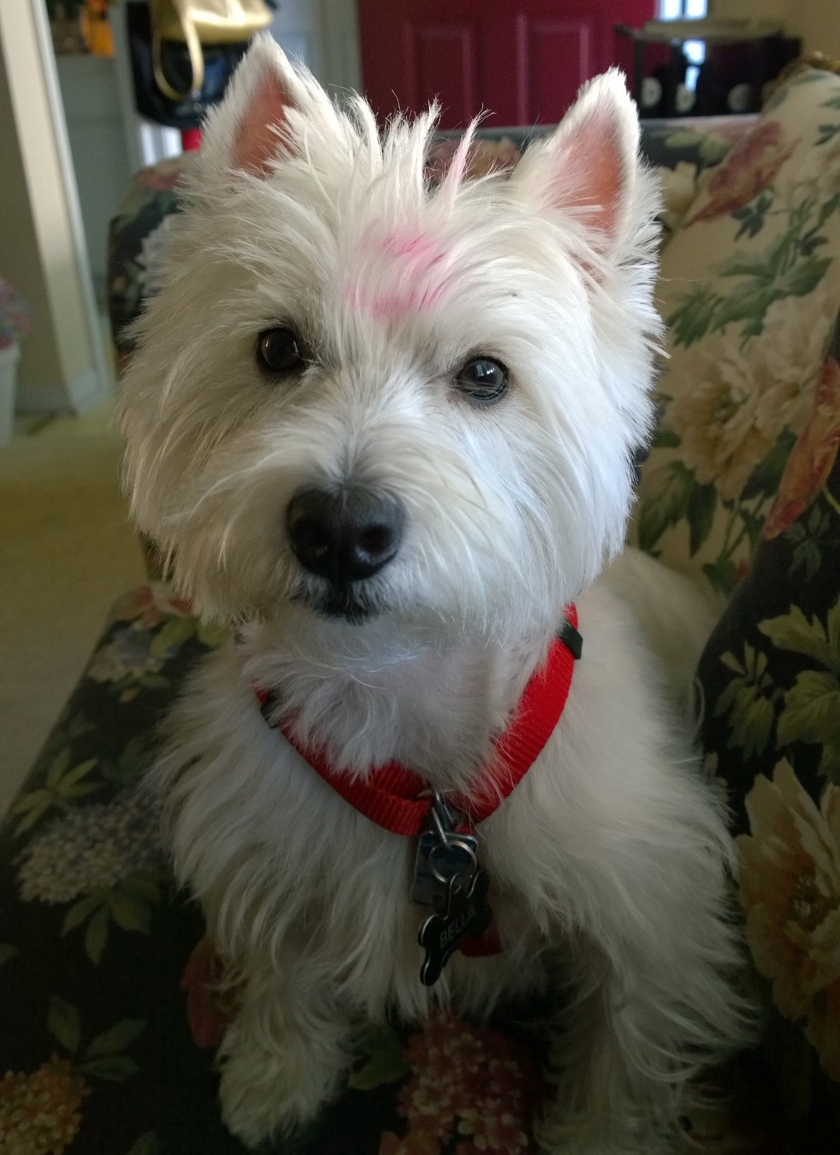 Bella, the do-over.dog with her mark of love - my lipstick on her forehead. For Bella's do-over.me story click here.