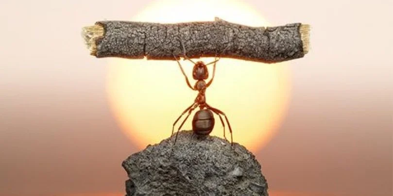 Strengthsfinders Ant.jpg