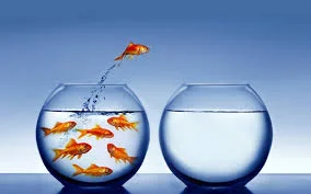 goldfish leaping.jpg