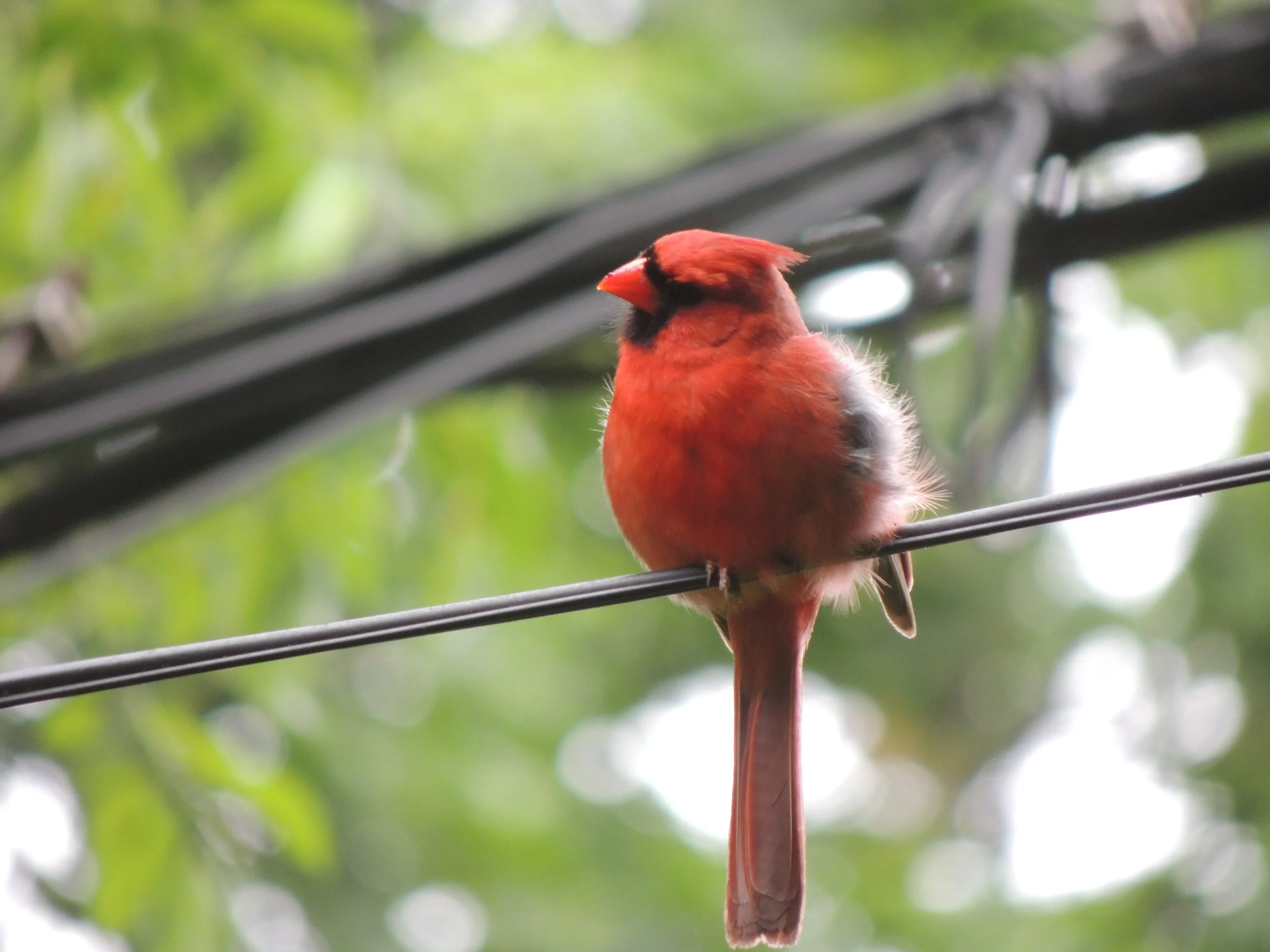 Our cardinal