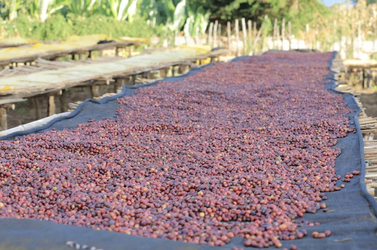 ethiopia-sweet-marias-buno-coffee-naturals-2.jpg