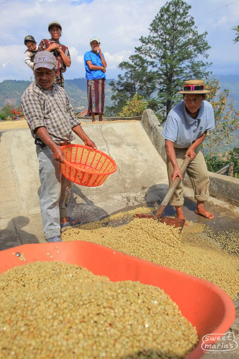 guatemala-finca-rosma-2.jpg