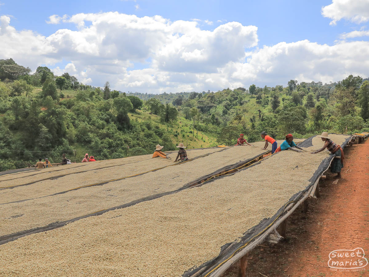 ethiopia-hambela-dabaye-1[49].jpg.png