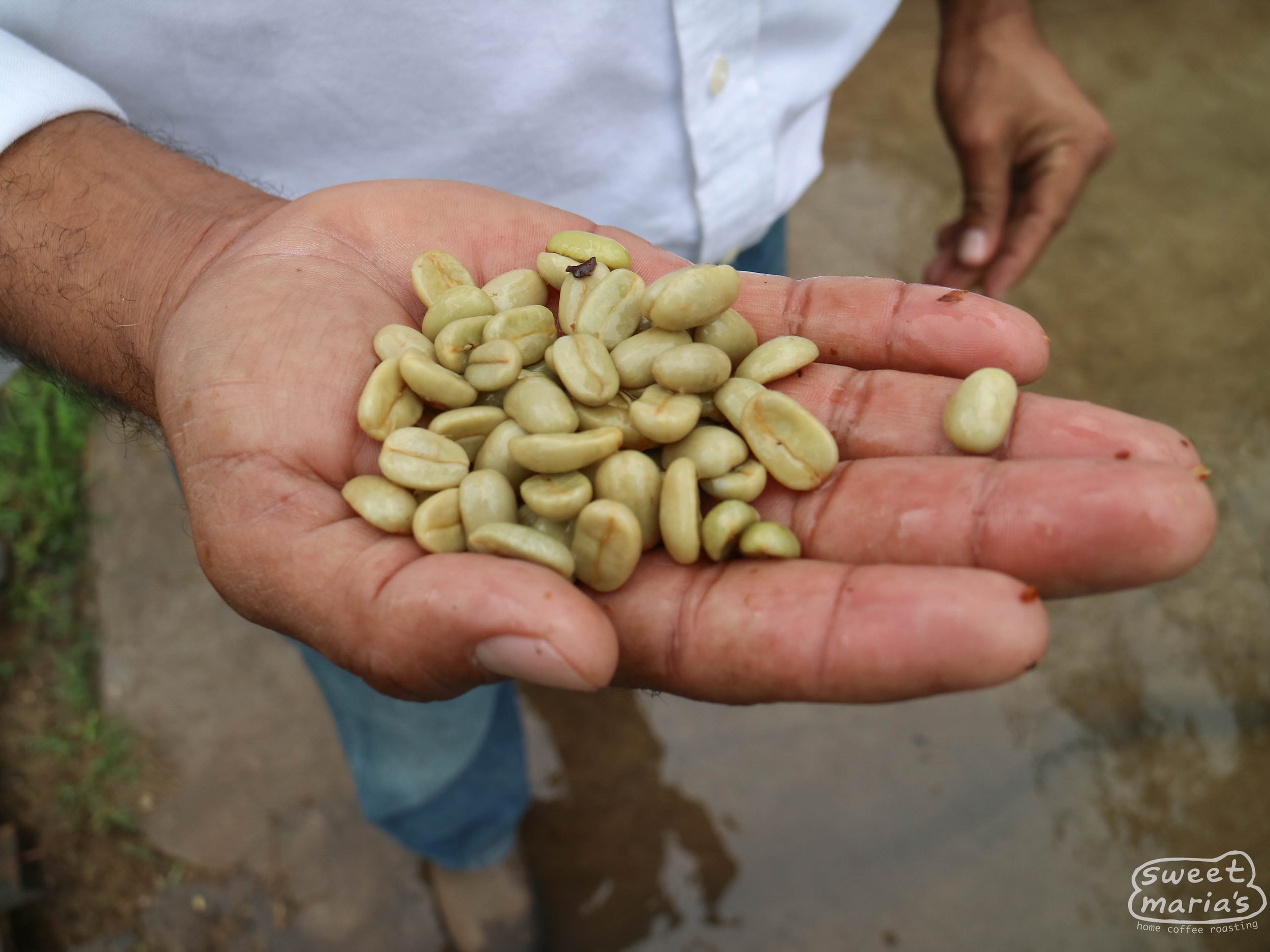 Buenos Aires Maracaturra, Nicaragua 227g