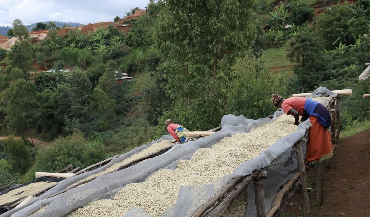 sweet-marias-burundi-migoti-2[32].jpg