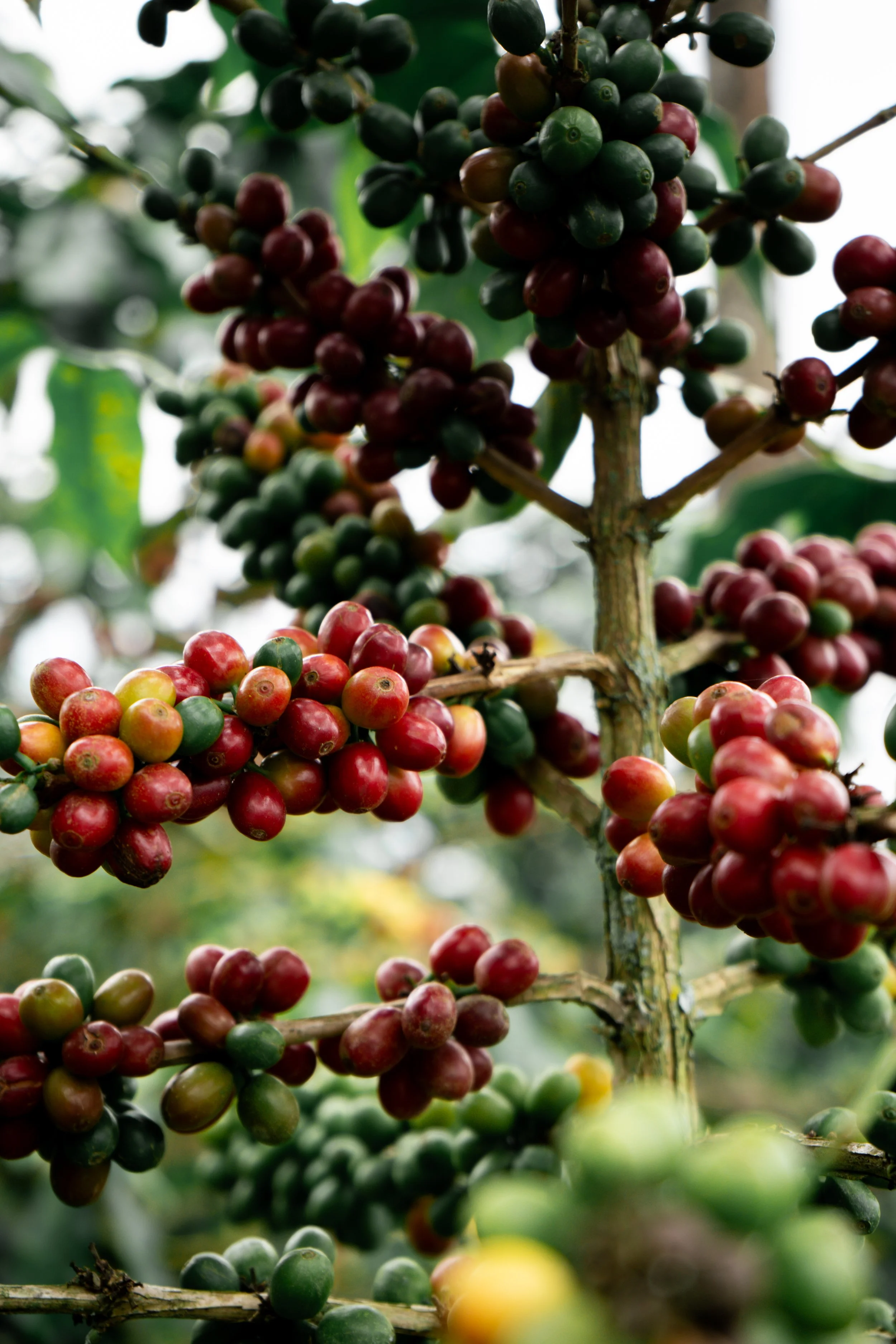 FINCA QUINDIO 2025-15.jpg