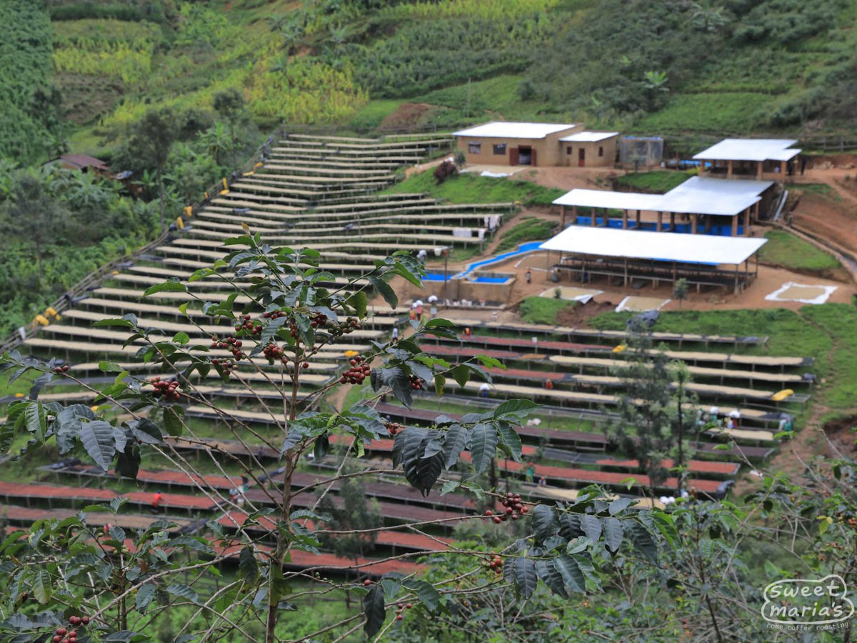 rwanda-sweet-marias-coffee-gitwe-1.jpg