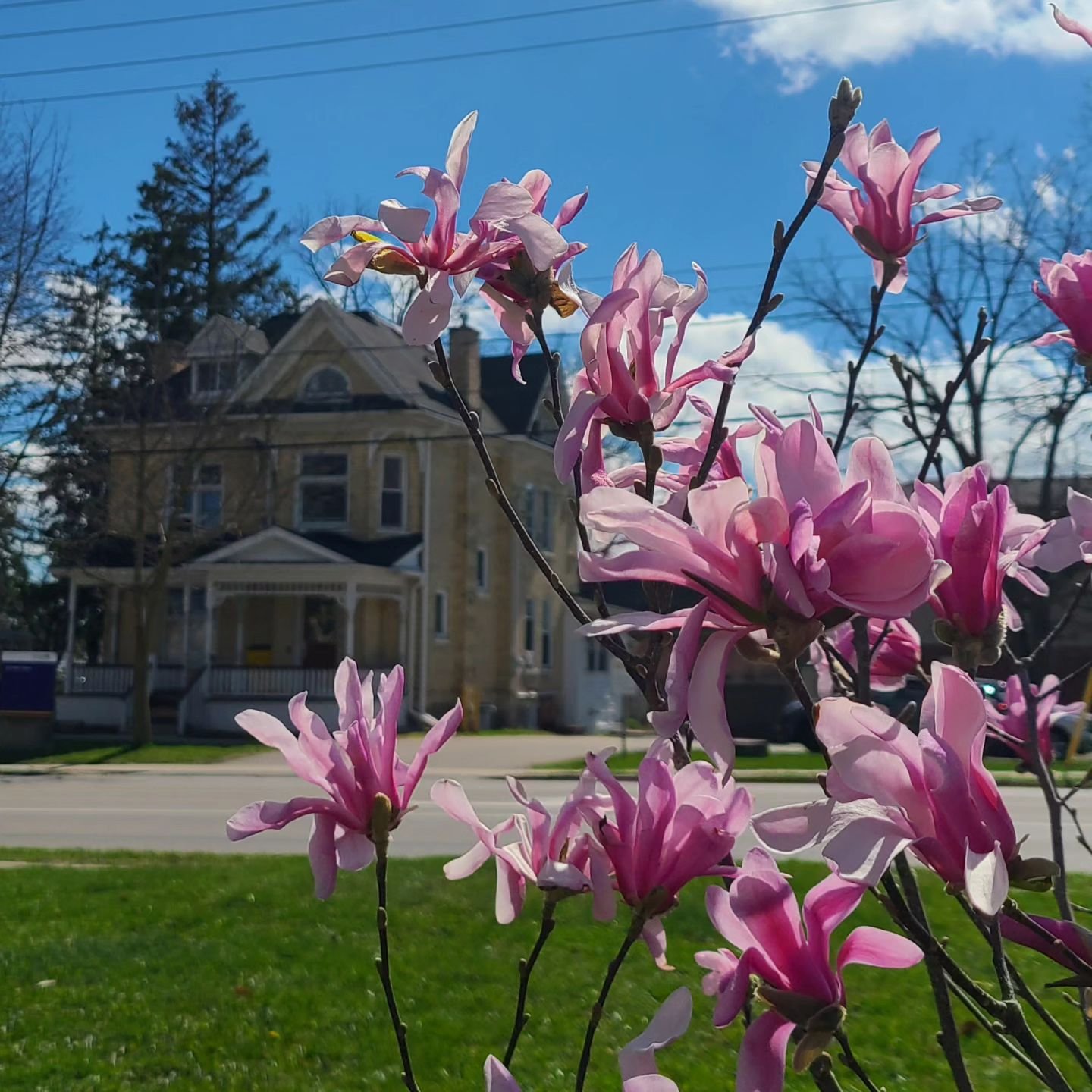 Obligatory annual Spring photo of the best view of our Waterloo Office! Get some sun if you can ☀️
Sending all students care as you navigate finals and big transitions.

#blooming
