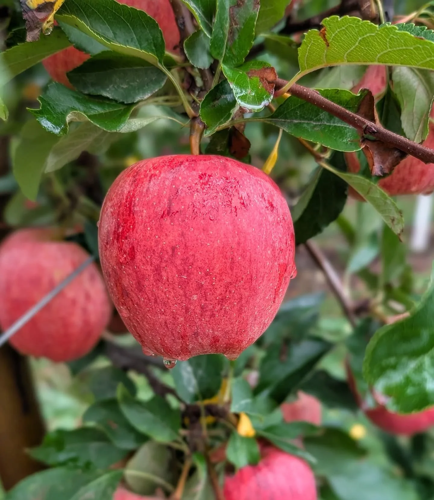 From tree to table!  Today Distro had delicious fresh-picked apples from our friends @shuhorchards !