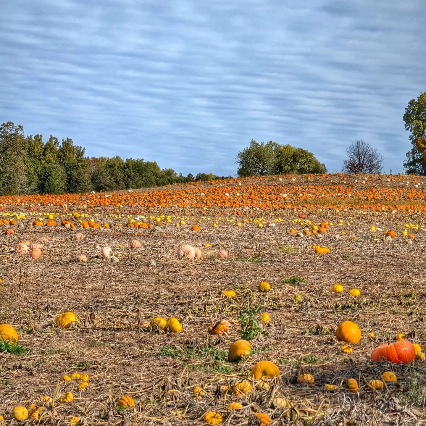 Straight from the field!  Our friends @goodpumpkins have given us another delivery of their scrumptious squash! 
#eatlocal #communitycare