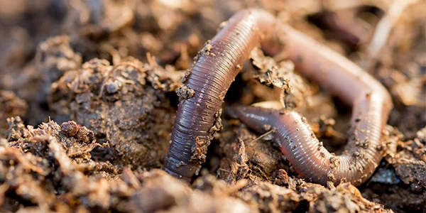 invertebrate_earthworm_600x300.jpg