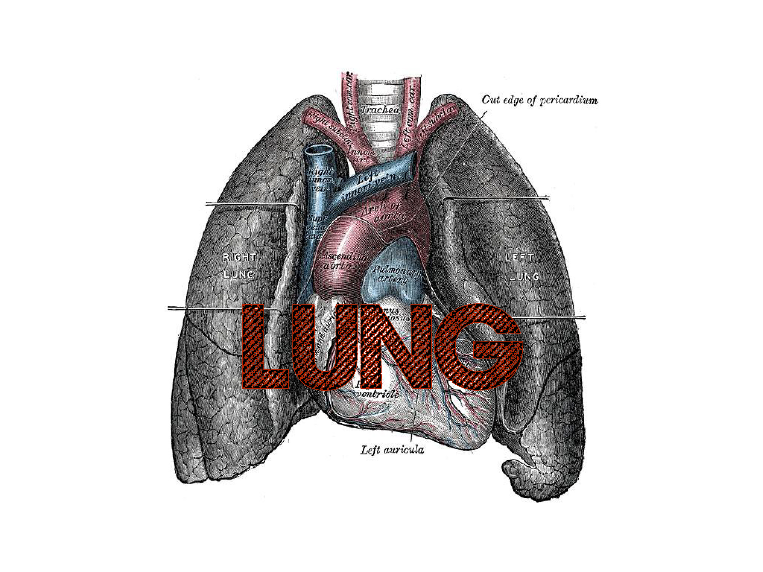 US_LUNG-01.jpg