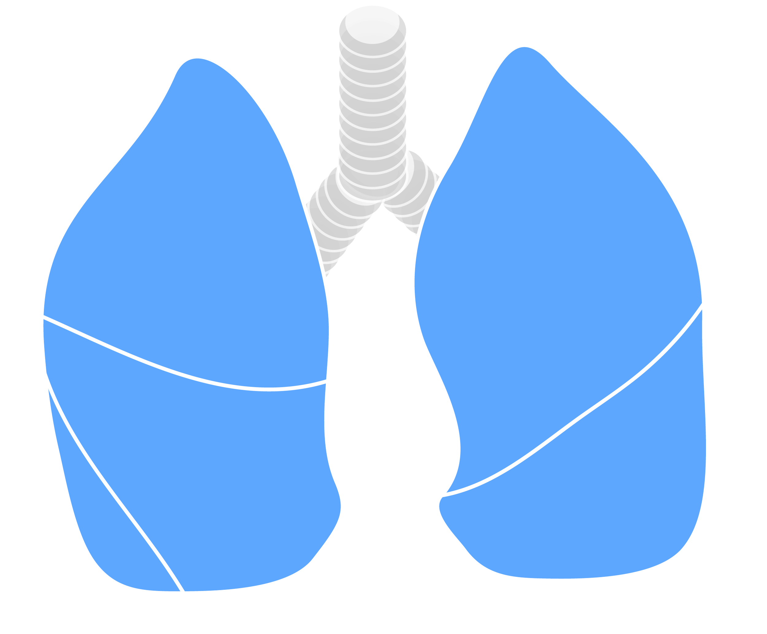 Thoracic&Respiratory-01.png