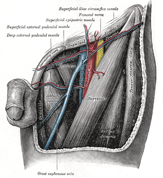 The Femoral Triangle. 